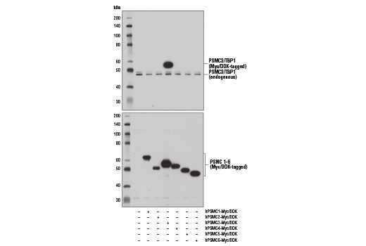 Western Blotting Image 2: PSMC3/TBP1 Antibody