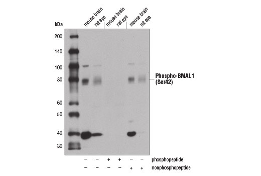 Western Blotting Image 1: Phospho-BMAL1 (Ser42) Antibody