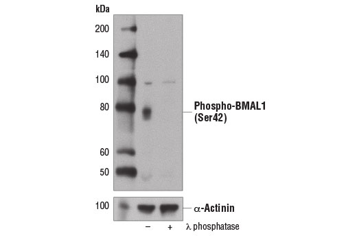 Western Blotting Image 2: Phospho-BMAL1 (Ser42) Antibody
