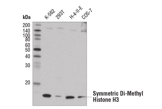 Western Blotting Image 1: Symmetric Di-Methyl Histone H3 (Arg8) (E1W5H) Rabbit mAb