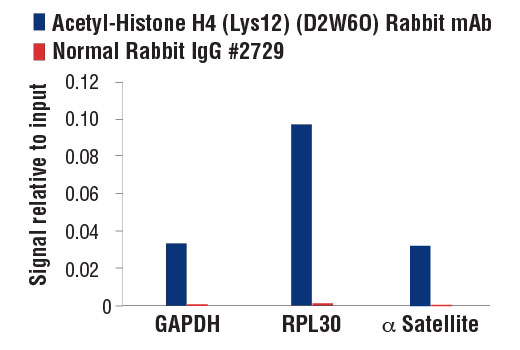 Chromatin Immunoprecipitation Image 1: Acetyl-Histone H4 (Lys12) (D2W6O) Rabbit mAb