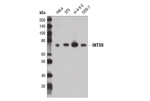 Western Blotting Image 1: INTS9 Antibody