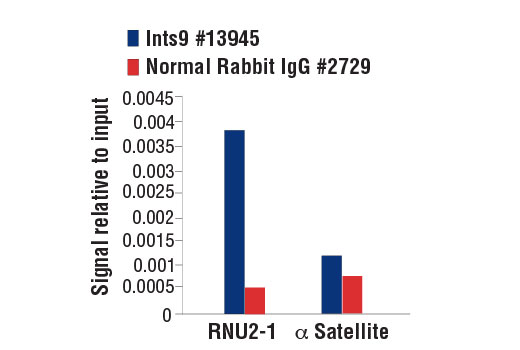 Chromatin Immunoprecipitation Image 1: INTS9 Antibody