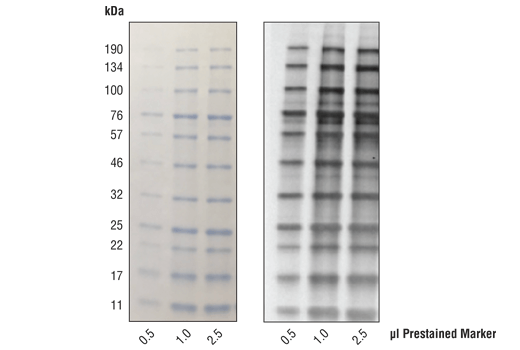 using unstained protein ladder western blot