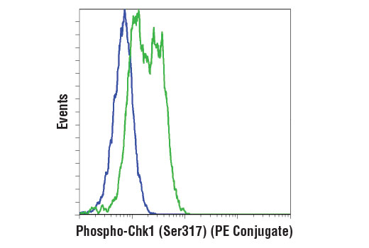 Flow Cytometry Image 1: Phospho-Chk1 (Ser317) (D12H3) XP® Rabbit mAb (PE Conjugate)