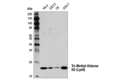 Western Blotting Image 1: Tri-Methyl-Histone H3 (Lys9) (D4W1U) Rabbit mAb