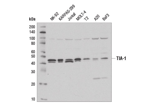 Western Blotting Image 1: TIA-1 Antibody