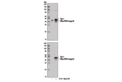 Western Blotting Image 2: TIA-1 Antibody
