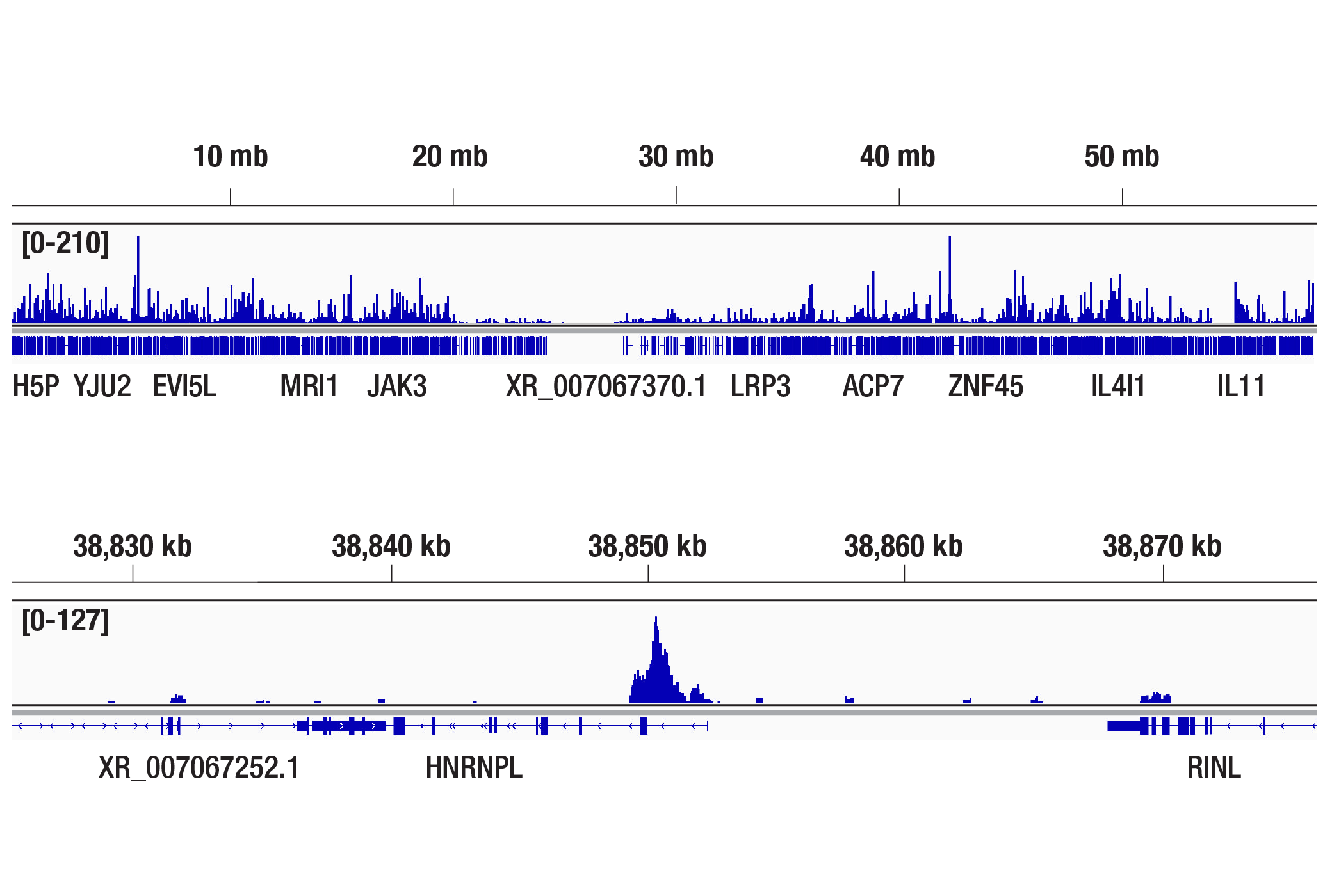 CUT and Tag Image 2: c-Myc/N-Myc (D3N8F) Rabbit mAb