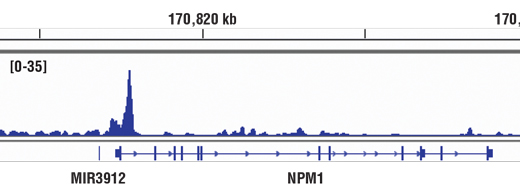Chromatin Immunoprecipitation Image 1: c-Myc/N-Myc (D3N8F) Rabbit mAb