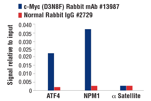 Chromatin Immunoprecipitation Image 3: c-Myc/N-Myc (D3N8F) Rabbit mAb