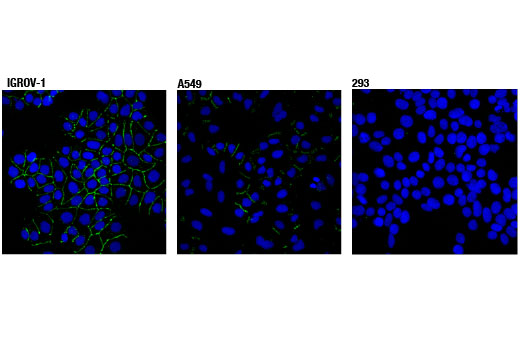 Immunofluorescence Image 1: Claudin-1 (D3H7C) Rabbit mAb