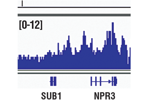 Chromatin Immunoprecipitation Image 1: Acetyl-Histone H3 (Lys18) (D8Z5H) Rabbit mAb
