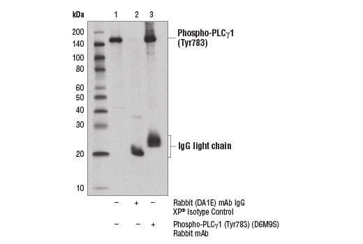 Immunoprecipitation Image 1: Phospho-PLCγ1 (Tyr783) (D6M9S) Rabbit mAb