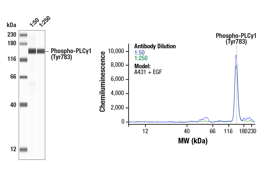  Image 1: Phospho-EGF Receptor Pathway Antibody Sampler Kit