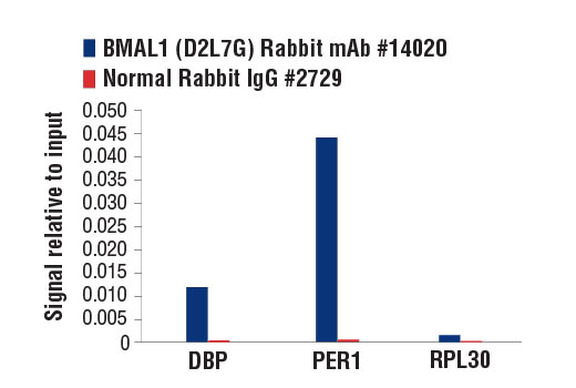 Chromatin Immunoprecipitation Image 1: BMAL1 (D2L7G) Rabbit mAb