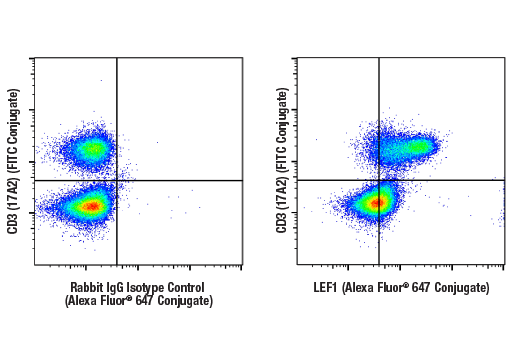 Flow Cytometry Image 2: LEF1 (C12A5) Rabbit mAb (Alexa Fluor® 647 Conjugate)