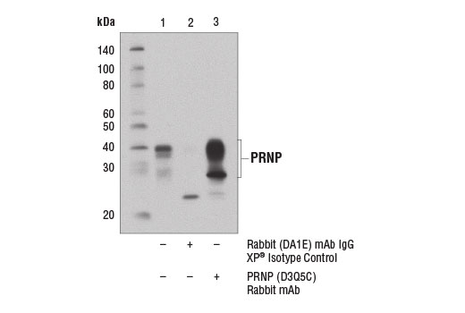 Immunoprecipitation Image 1: PRNP (D3Q5C) Rabbit mAb