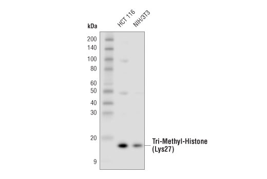 Western Blotting Image 1: Tri-Methyl-Histone H3 (Lys27) (C36B11) Rabbit mAb (HRP Conjugate)