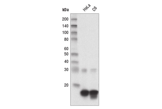 Western Blotting Image 1: Di-Methyl-Histone H3 (Lys27) (D18C8) XP® Rabbit mAb (HRP Conjugate)