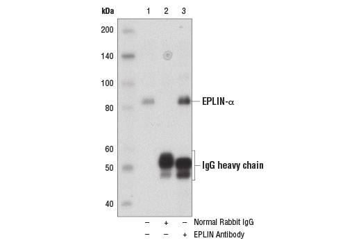 Immunoprecipitation Image 1: EPLIN Antibody