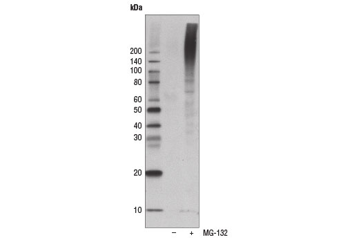 Western Blotting Image 1: Ubiquitin (P4D1) Mouse mAb (HRP Conjugate)