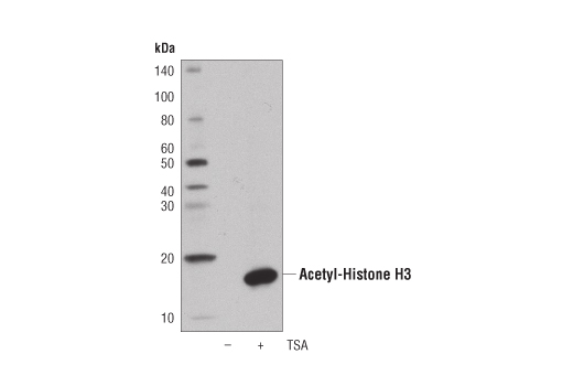 Western Blotting Image 1: Acetyl-Histone H3 (Lys9) (C5B11) Rabbit mAb (HRP Conjugate)