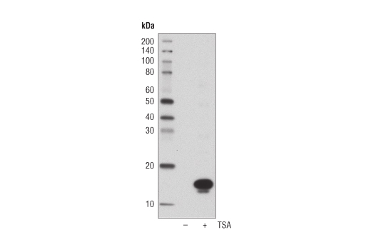 Western Blotting Image 1: Acetyl-Histone H3 (Lys27) (D5E4) XP® Rabbit mAb (HRP Conjugate)