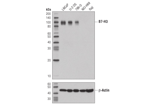  Image 4: Human T Cell Co-inhibitory and Co-stimulatory Receptor IHC Antibody Sampler Kit