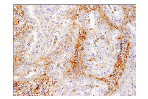  Image 28: Human T Cell Co-inhibitory and Co-stimulatory Receptor IHC Antibody Sampler Kit