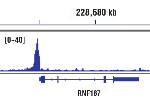 Chromatin Immunoprecipitation Image 1: ETS-1 (D8O8A) Rabbit mAb