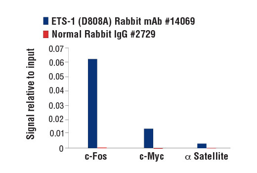 Chromatin Immunoprecipitation Image 3: ETS-1 (D8O8A) Rabbit mAb