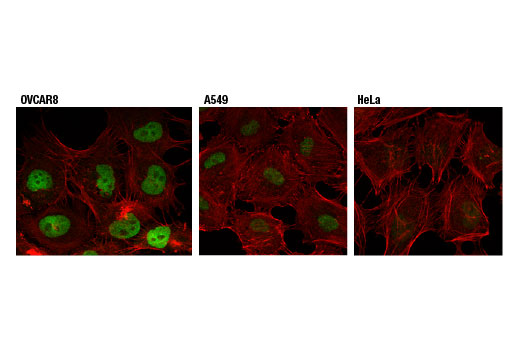 Immunofluorescence Image 1: ETS-1 (D8O8A) Rabbit mAb