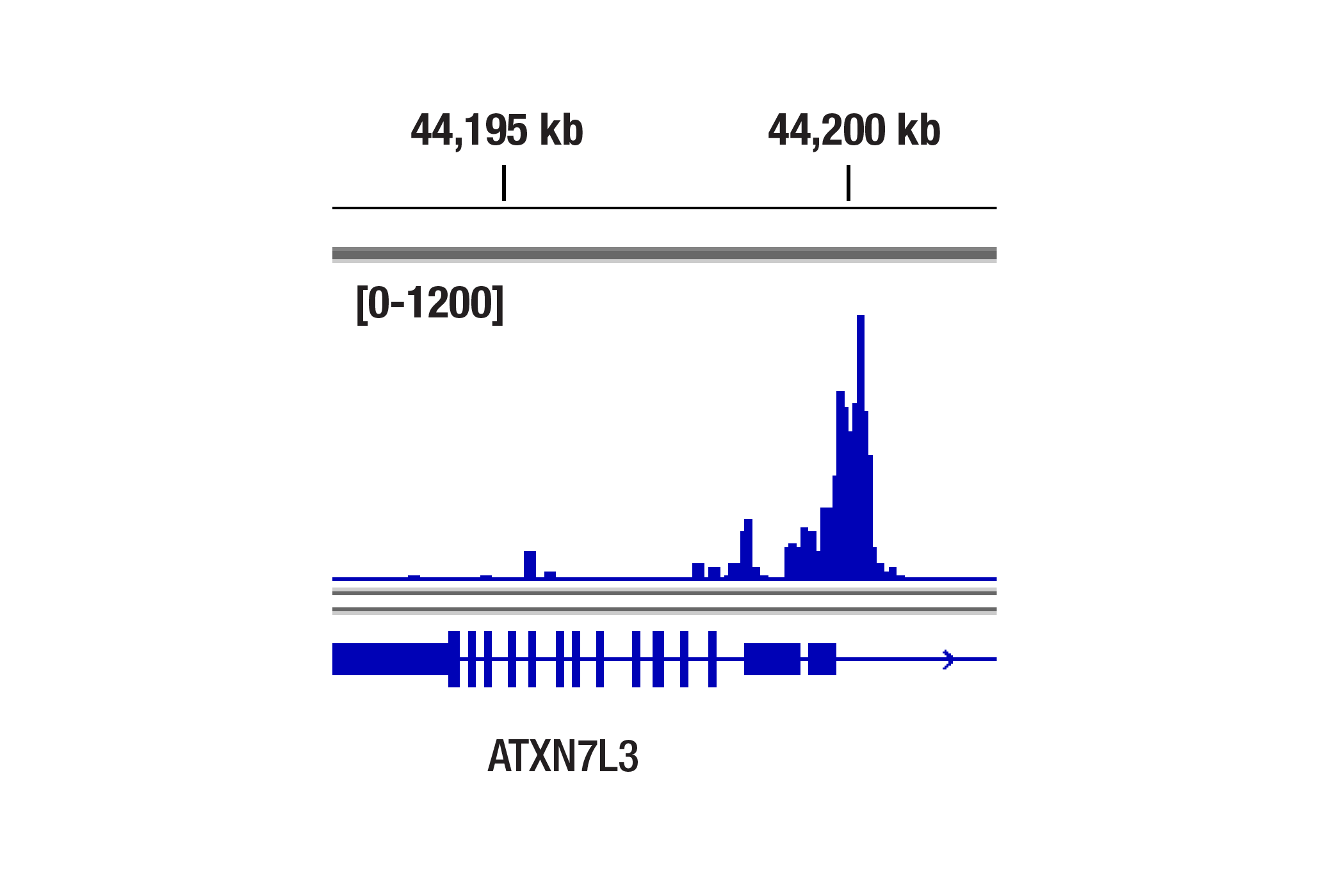 CUT and Tag Image 1: ETS-1 (D8O8A) Rabbit mAb