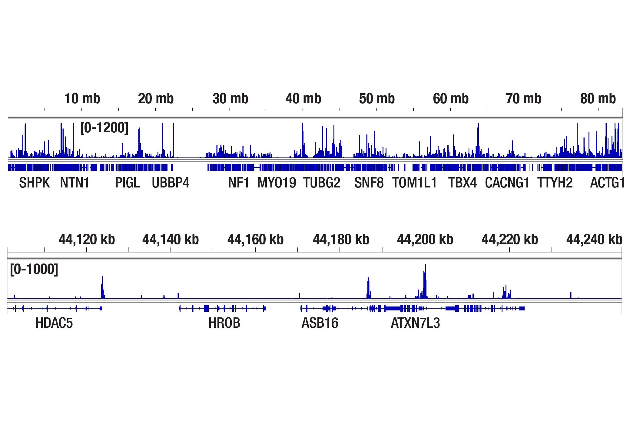 CUT and Tag Image 2: ETS-1 (D8O8A) Rabbit mAb