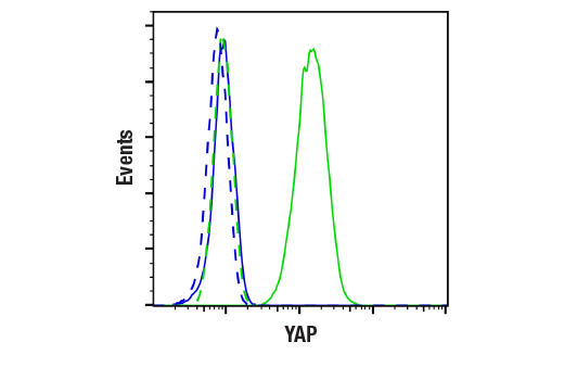Flow Cytometry Image 1: YAP (D8H1X) XP® Rabbit mAb
