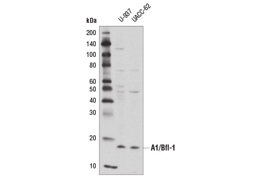  Image 13: Pro-Survival Bcl-2 Family Antibody Sampler Kit II