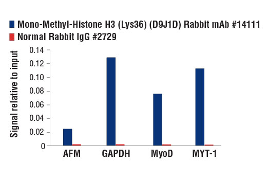 Chromatin Immunoprecipitation Image 3: Mono-Methyl-Histone H3 (Lys36) (D9J1D) Rabbit mAb