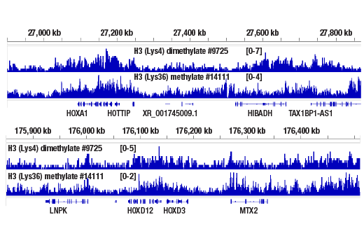 CUT and RUN Image 2: Mono-Methyl-Histone H3 (Lys36) (D9J1D) Rabbit mAb