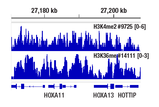 CUT and RUN Image 1: Mono-Methyl-Histone H3 (Lys36) (D9J1D) Rabbit mAb