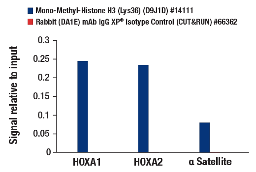 CUT and RUN Image 3: Mono-Methyl-Histone H3 (Lys36) (D9J1D) Rabbit mAb