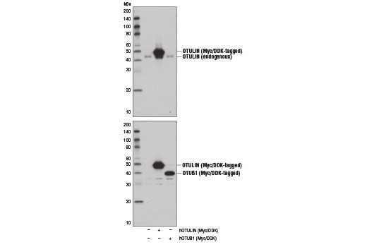Western Blotting Image 2: OTULIN Antibody