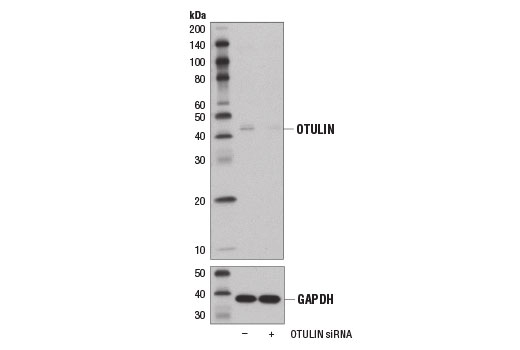 Western Blotting Image 3: OTULIN Antibody