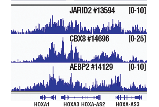 Chromatin Immunoprecipitation Image 1: AEBP2 (D7C6X) Rabbit mAb