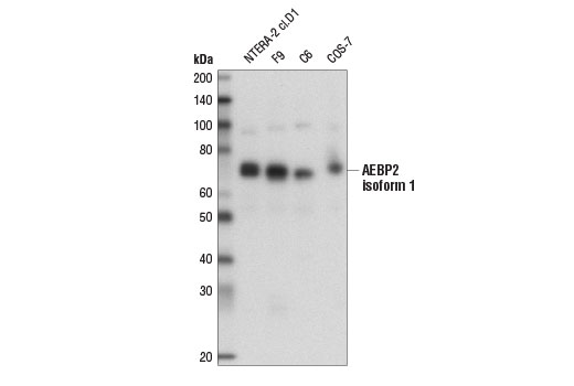  Image 4: Polycomb Group 2 (PRC2) Antibody Sampler Kit
