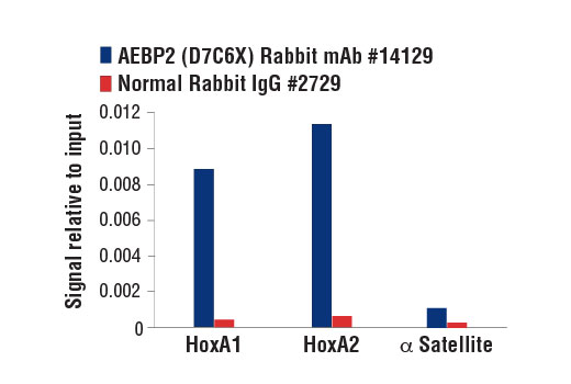 Chromatin Immunoprecipitation Image 3: AEBP2 (D7C6X) Rabbit mAb