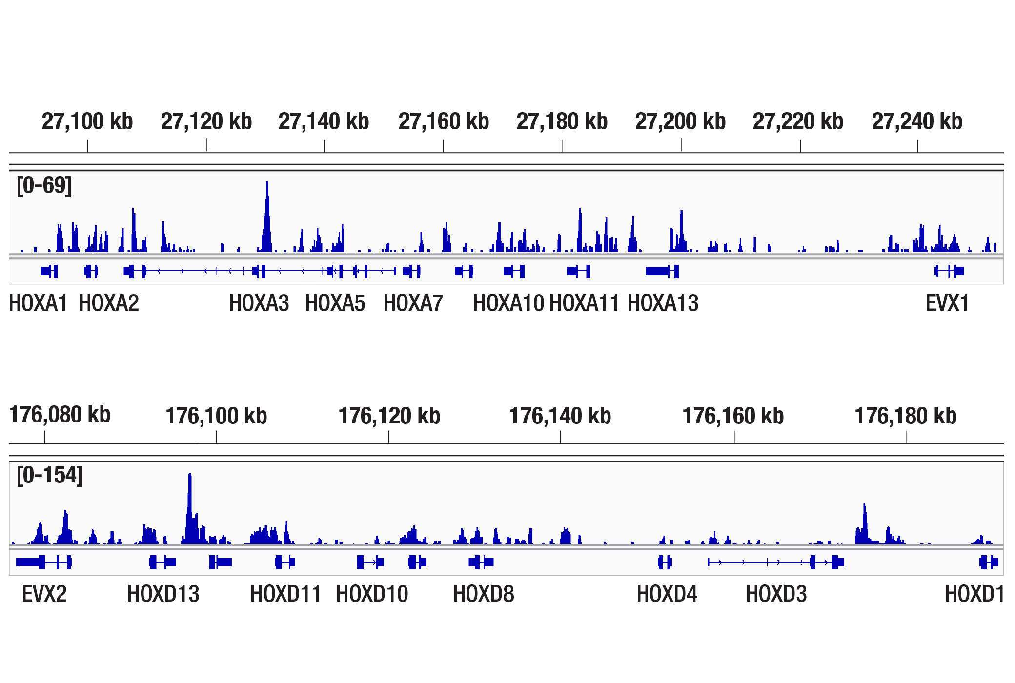 CUT & Tag Image 2: AEBP2 (D7C6X) Rabbit Monoclonal Antibody