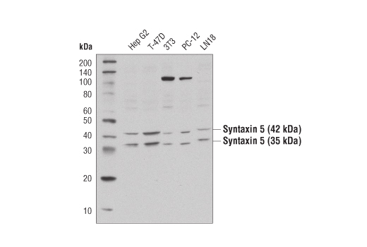 Western Blotting Image 1: Syntaxin 5 Antibody