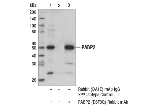 Immunoprecipitation Image 1: PABP2 (D6F3Q) Rabbit mAb