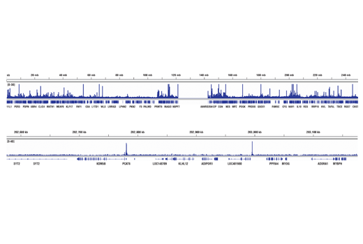 Chromatin Immunoprecipitation Image 2: HIF-1α (D2U3T) Rabbit mAb